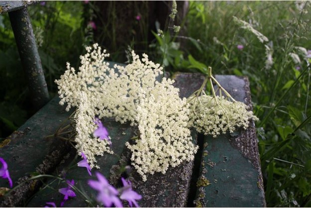 Gebackene Holunderblüten » Taste of Travel
