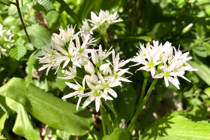 Bärlauchblüten