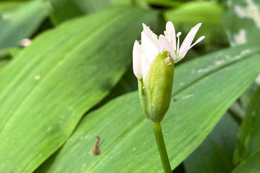 Bärlauchblüte