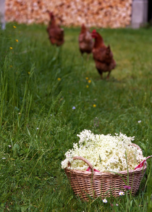 Holunderblüten für Holunderblütensaft