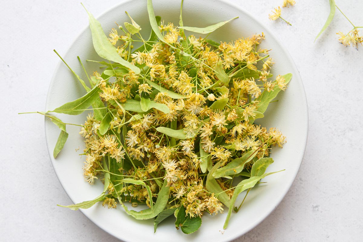 Gesammelte Lindenblüten für Sirup