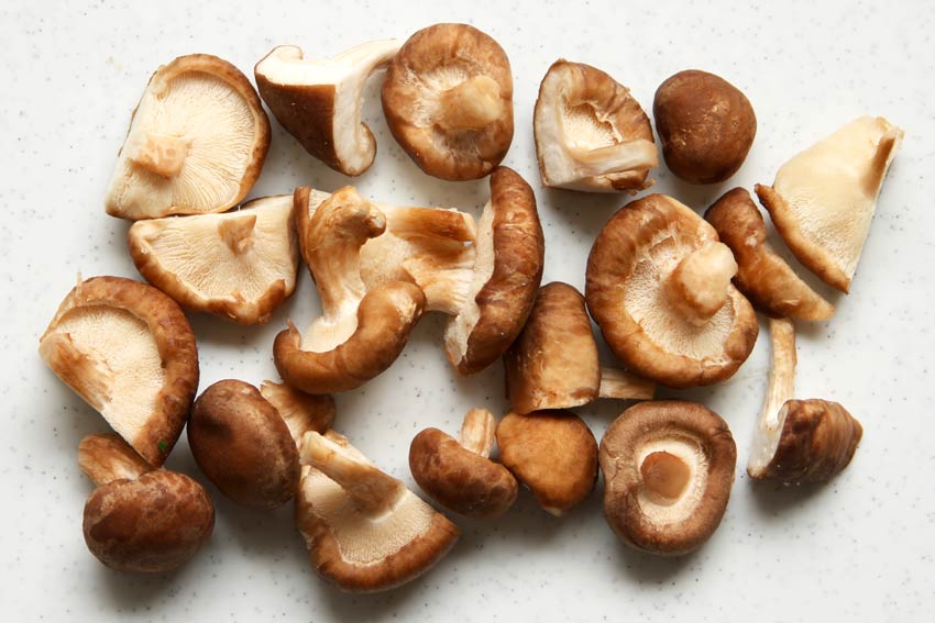 Shiitake Pilze